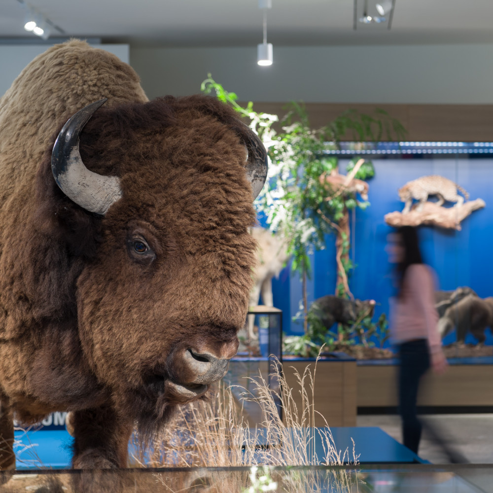© Übersee Museum  | Amerika Bereich Einwanderung Bison c Uebersee Museum Bremen Foto Matthias Haase 2022 | 
